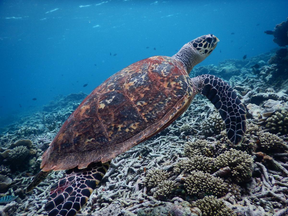 Equa Reef Maldives Hotel Addu Atoll Kültér fotó