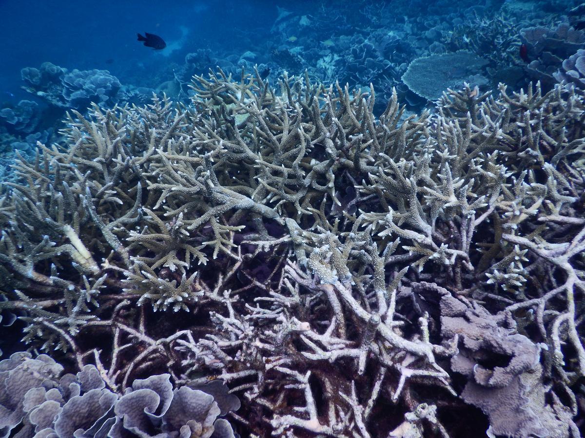 Equa Reef Maldives Hotel Addu Atoll Kültér fotó