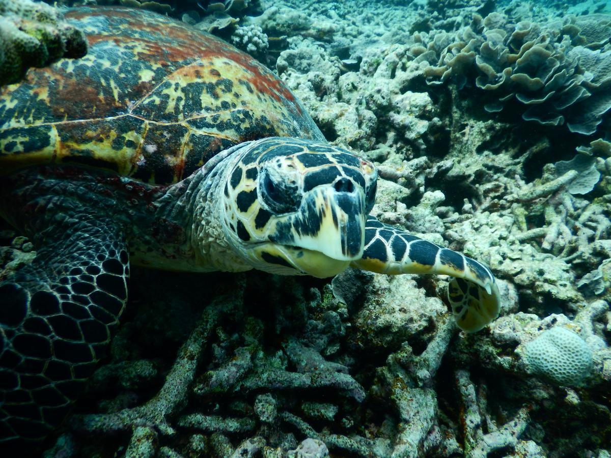 Equa Reef Maldives Hotel Addu Atoll Kültér fotó