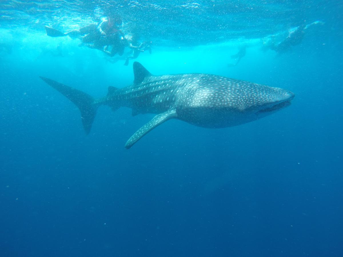 Equa Reef Maldives Hotel Addu Atoll Kültér fotó