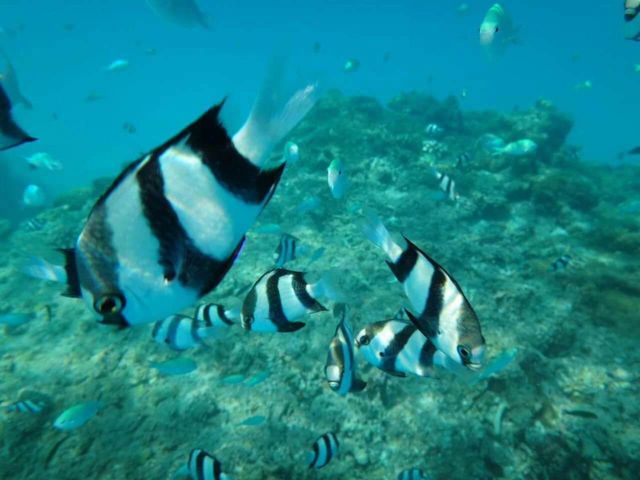 Equa Reef Maldives Hotel Addu Atoll Kültér fotó