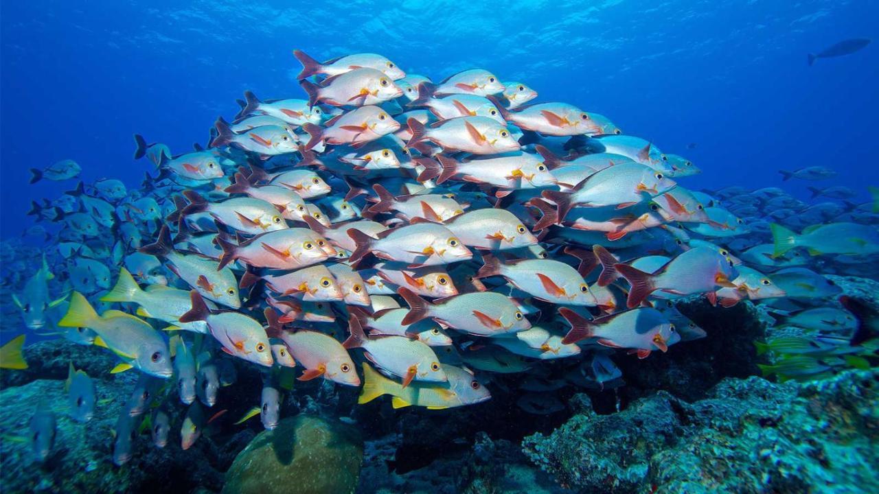 Equa Reef Maldives Hotel Addu Atoll Kültér fotó