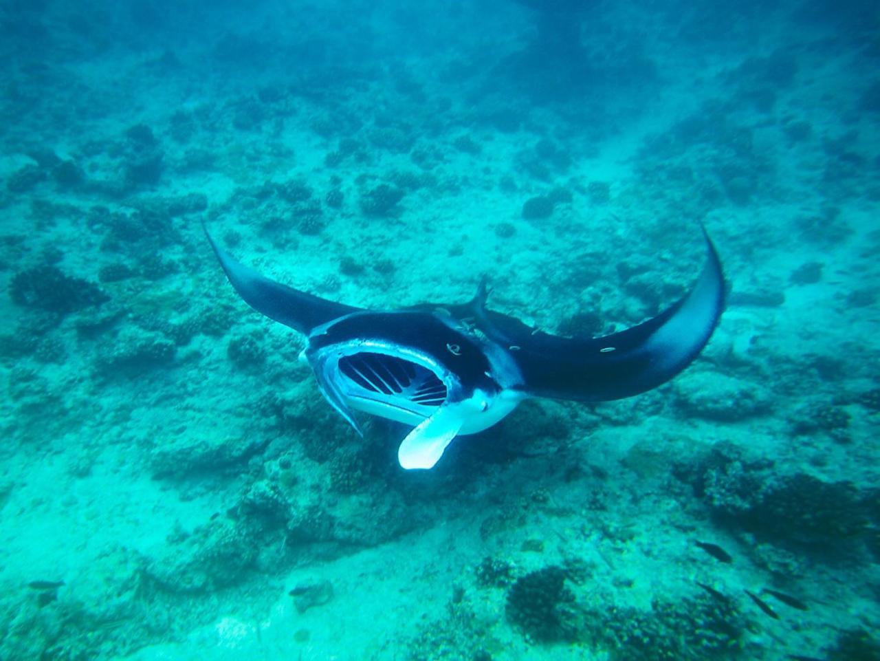 Equa Reef Maldives Hotel Addu Atoll Kültér fotó